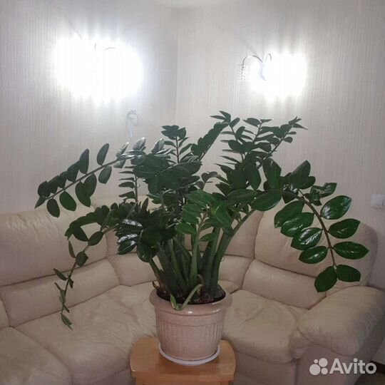 Долларовое дерево-Замиокулькас-Денежное дерево