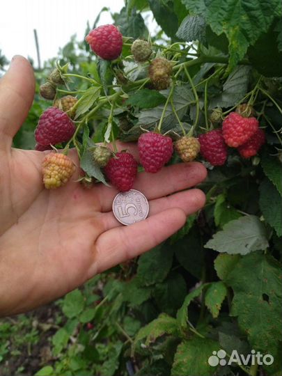 Саженцы Малины