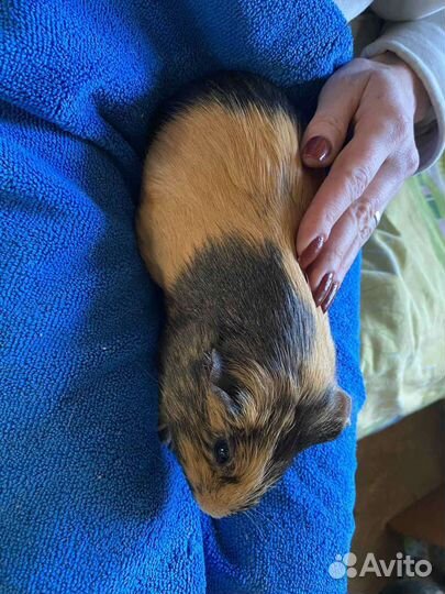 Морская свинка