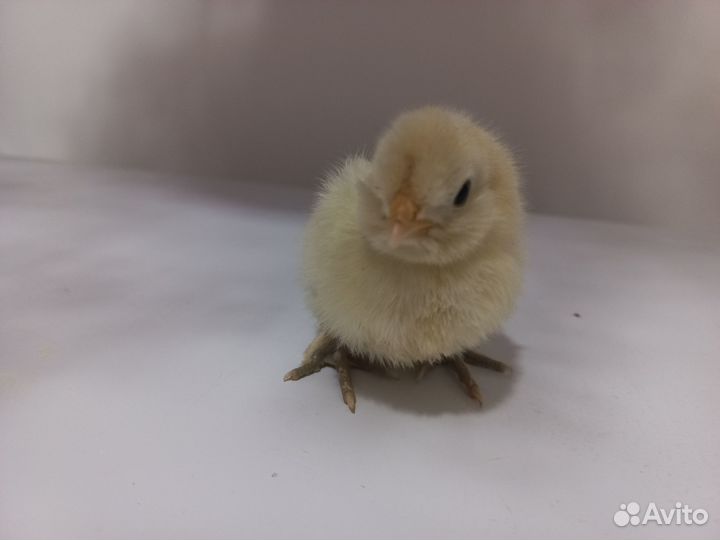 Турецкая Султанка