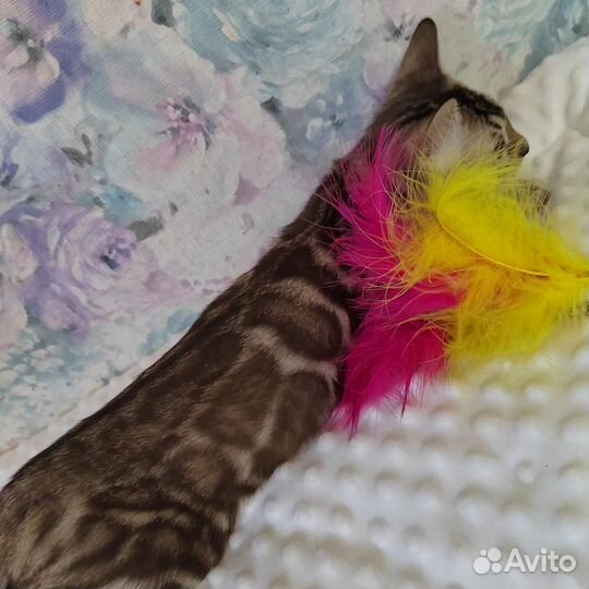 Бенгальский котенок