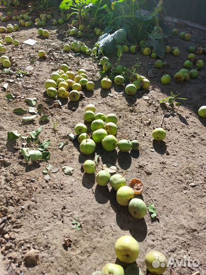 Груши опавшие