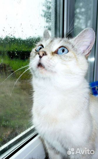 Британка в добрые руки