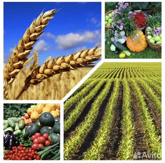 Финансовая поддержка ооо и ип в сфере С / Х