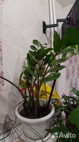 Долларовое дерево