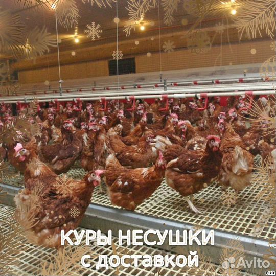 Куры в ассорт