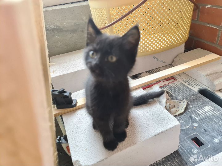 Котенок черный