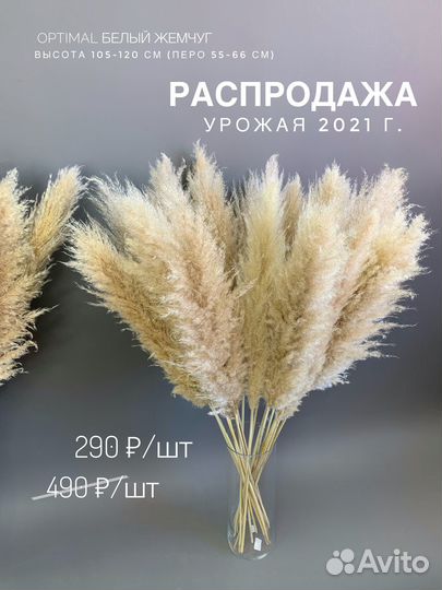 Сухоцветы купить/Пампасная трава для декора