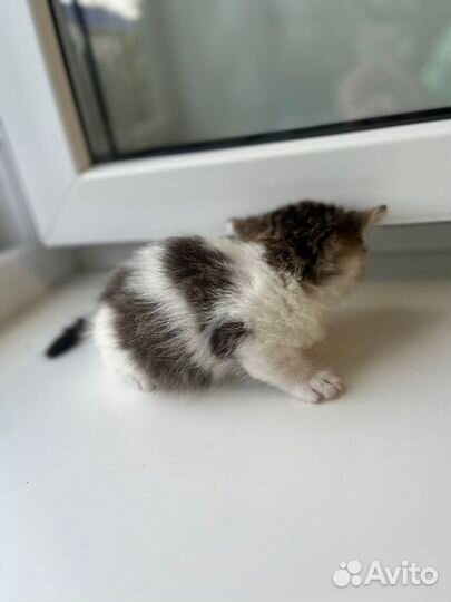 Отдам в хорошие руки котенка