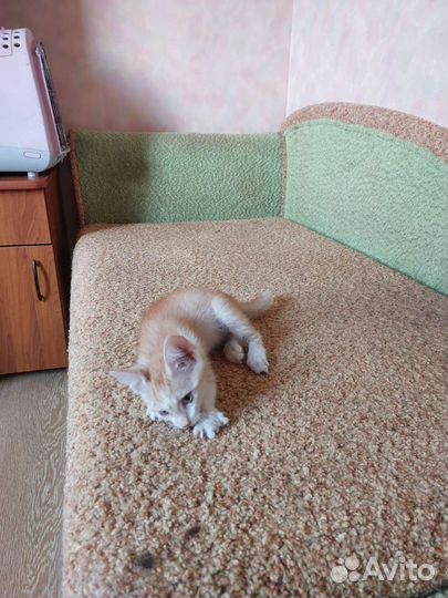 Милый персиковый котёнок