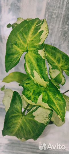 Сингониумы