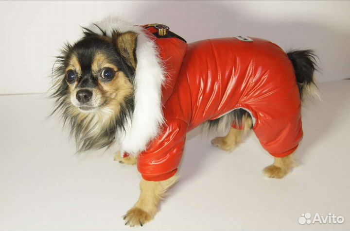 Одежда для маленьких собак зима