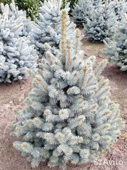 Ель колючая Супер Блю Сидлинг