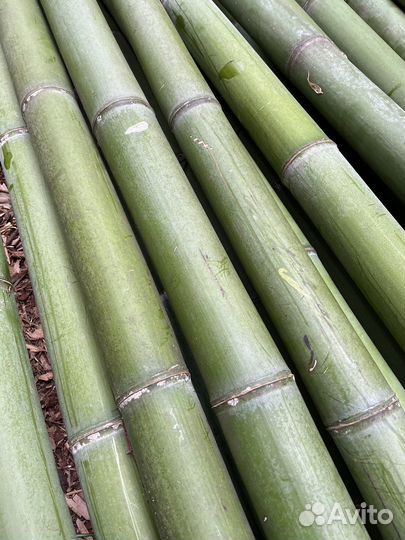 Бамбук