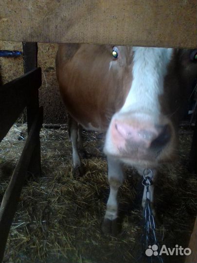 Корова стельная дойная