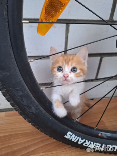 Котёнок девочка