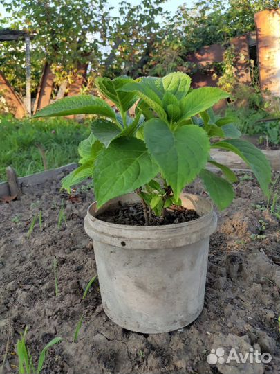 Гортензия саженцы древовидная