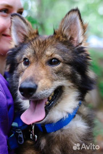 Чудесная собака в добрые руки