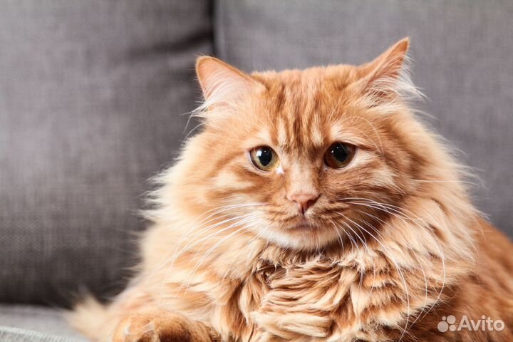 Кот ищет дом