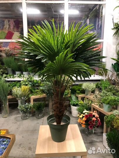 Пальма 120см