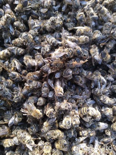 Пчелиный подмор