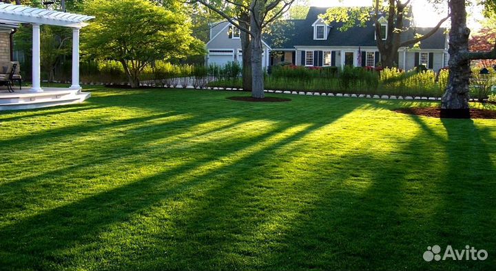 Газонная трава в рулонах от производителя