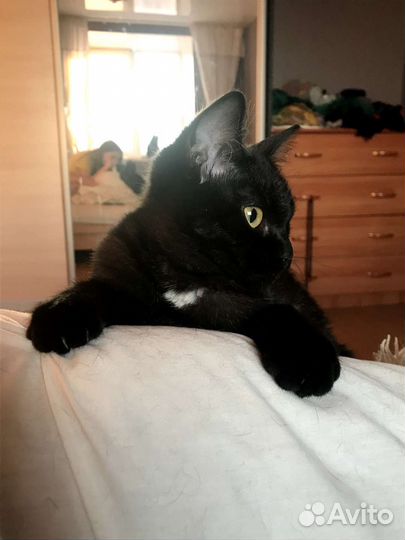 Кошка Анфиса