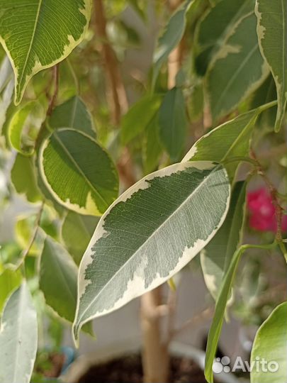 Фикус бенджамина большой