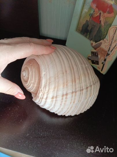 Ракушка морская большая