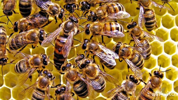 Пчелосемьи