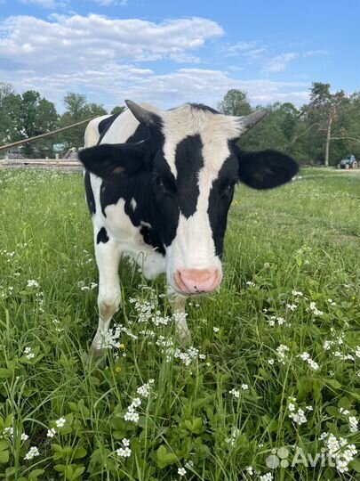 Коровы галштинофризской породы