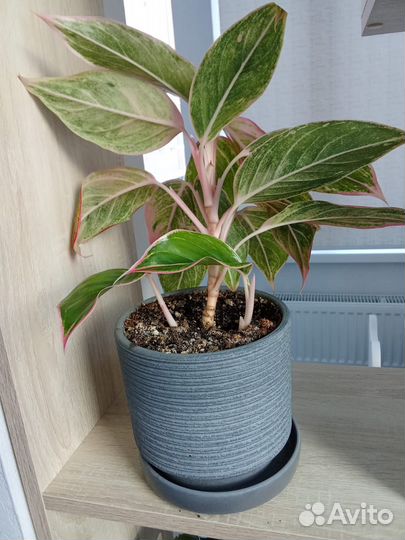 Аглаонема крит барнаул