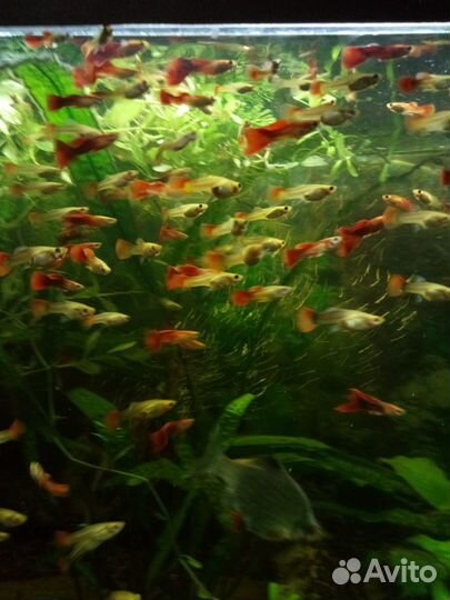 Гуппи красный, оптом