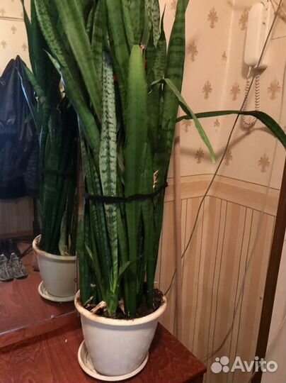 Сансивьерия