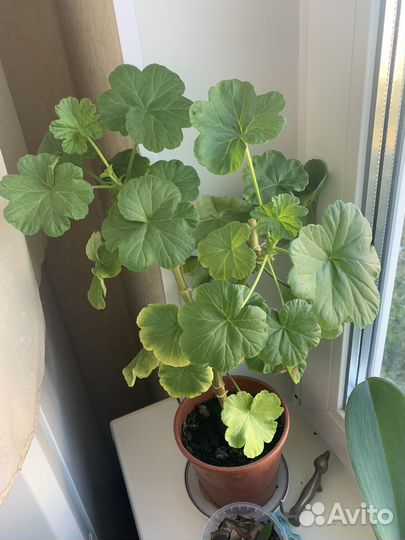 Пеларгония герань розебудная