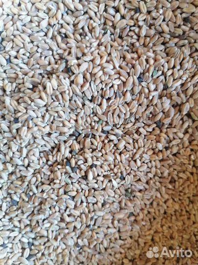 Зерновые отходы