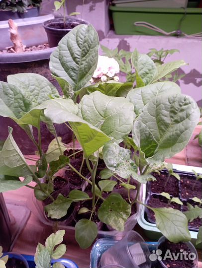 Рассада томатов, перца, овощи, цветы,доставка