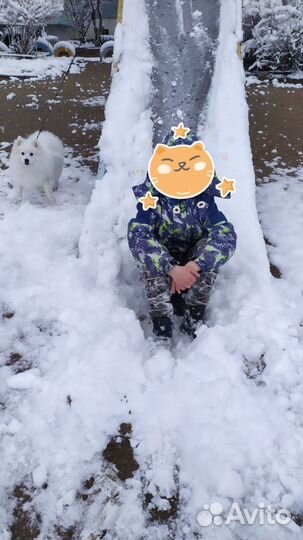 Японский Шпиц вязка