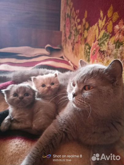 Котята британские