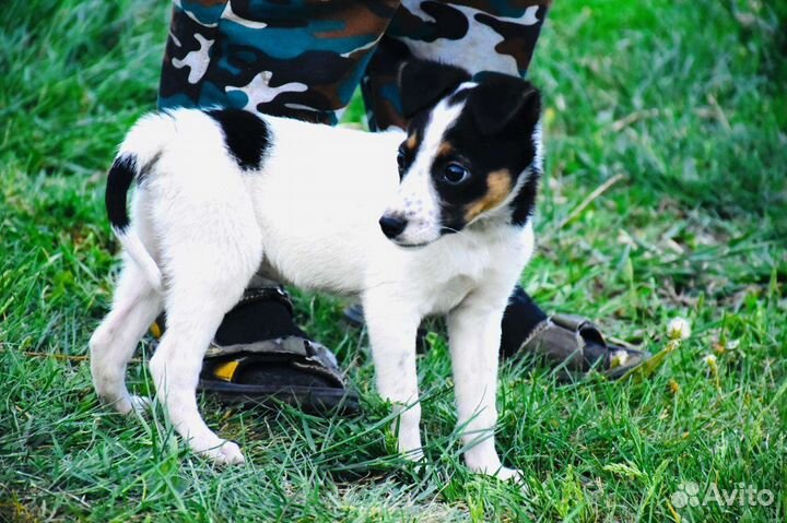 Метис джек рассел терьера