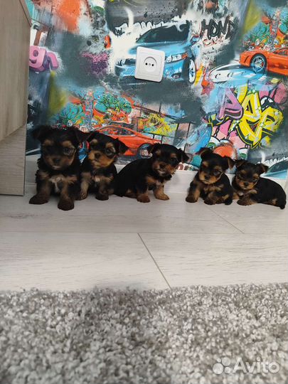 Йоркширский терьер