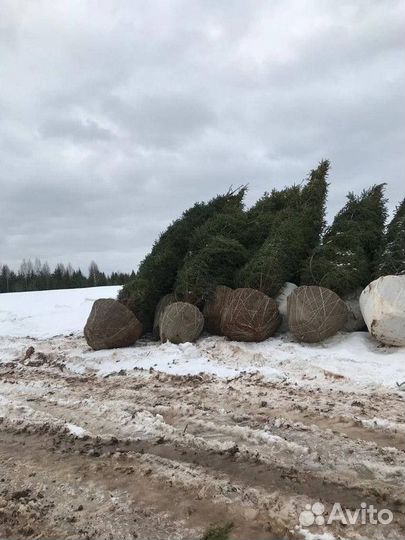 Пихта Корейская, крупномер