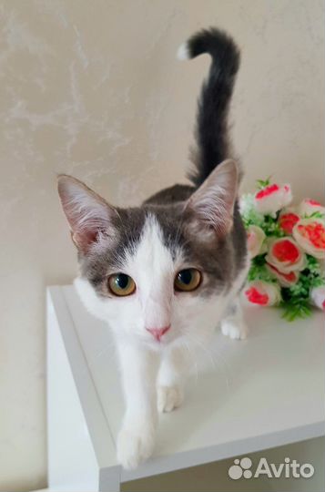 Котик Тимошка