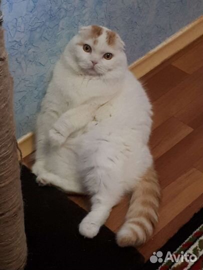 Шотландский вислоухий кот