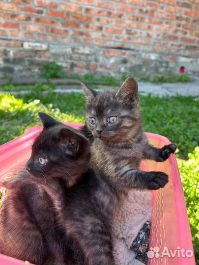 Котята кошки мышеловки