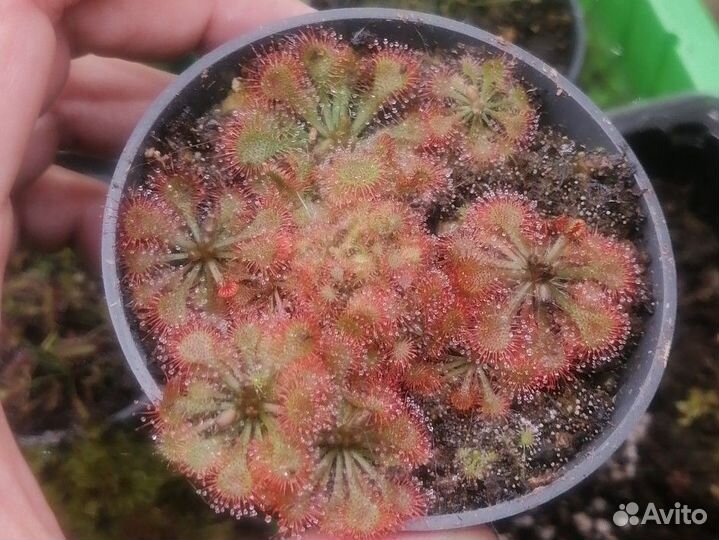 Росянка хищное растение
