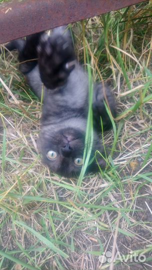 Красивый котенок в дар