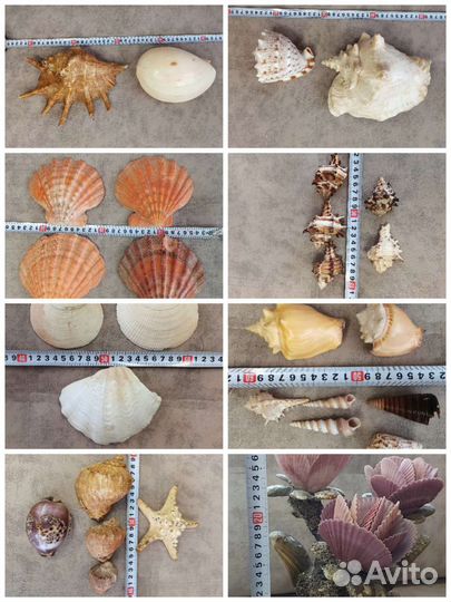 Коллекционные морские ракушки