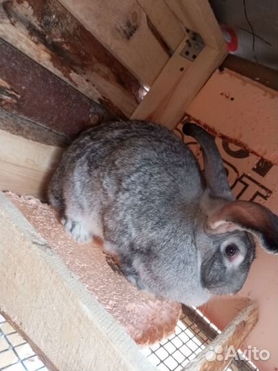 Кролик беременная