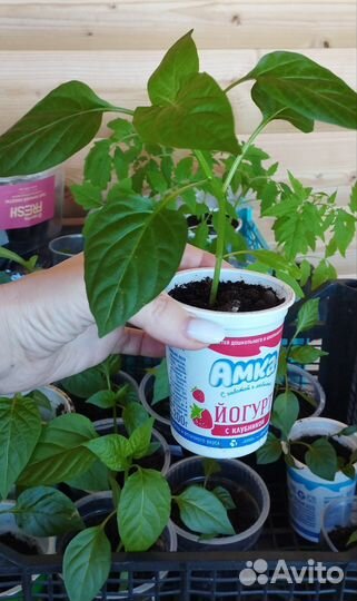 Рассада перца и томатов